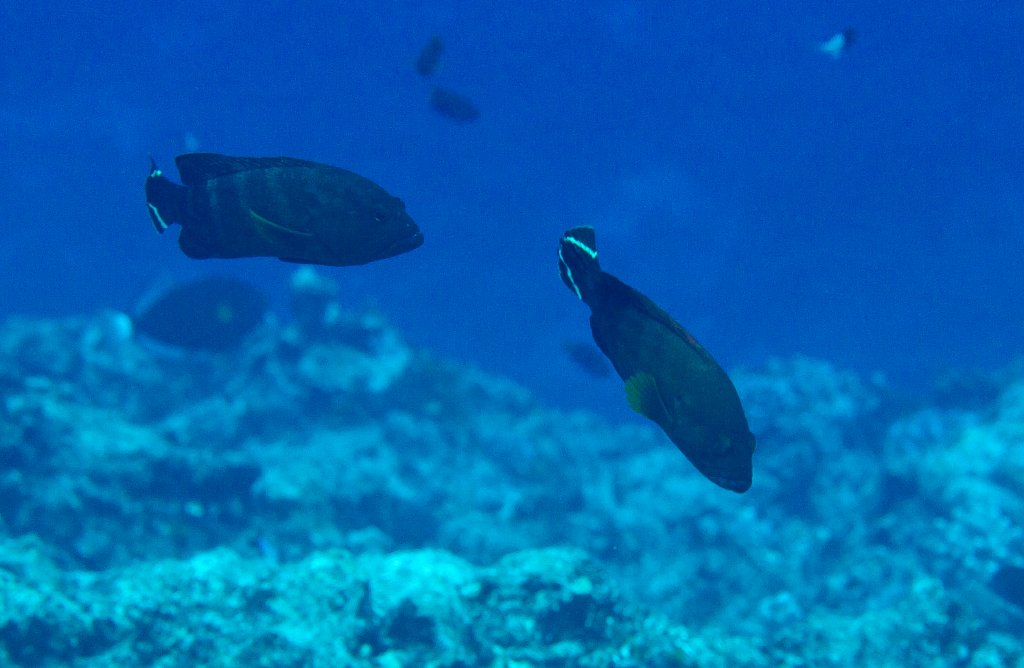 Flagtail Grouper (Cephalopholis urodeta)