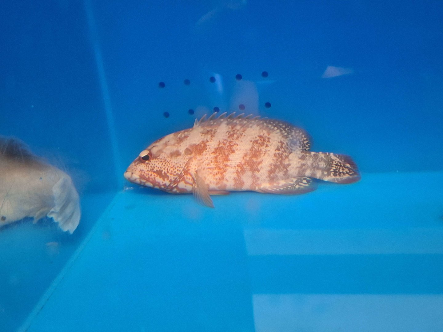 Flagtail Grouper (Cephalopholis urodeta)