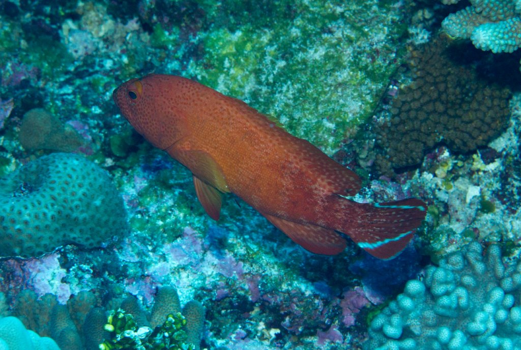 Flagtail Grouper (Epinephalus urodeta)