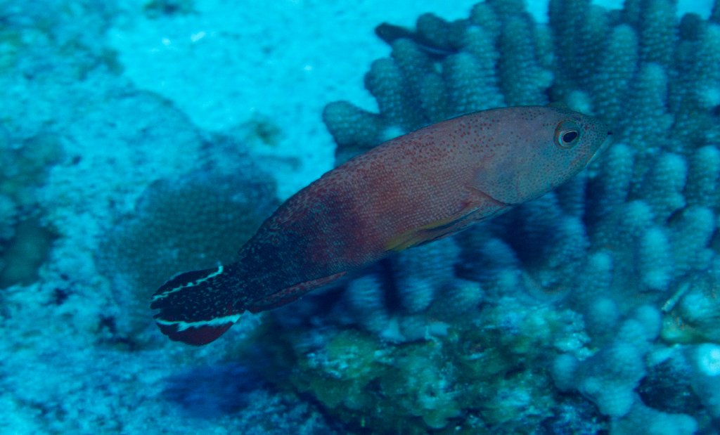 Flagtail Grouper (Epinephalus urodeta)
