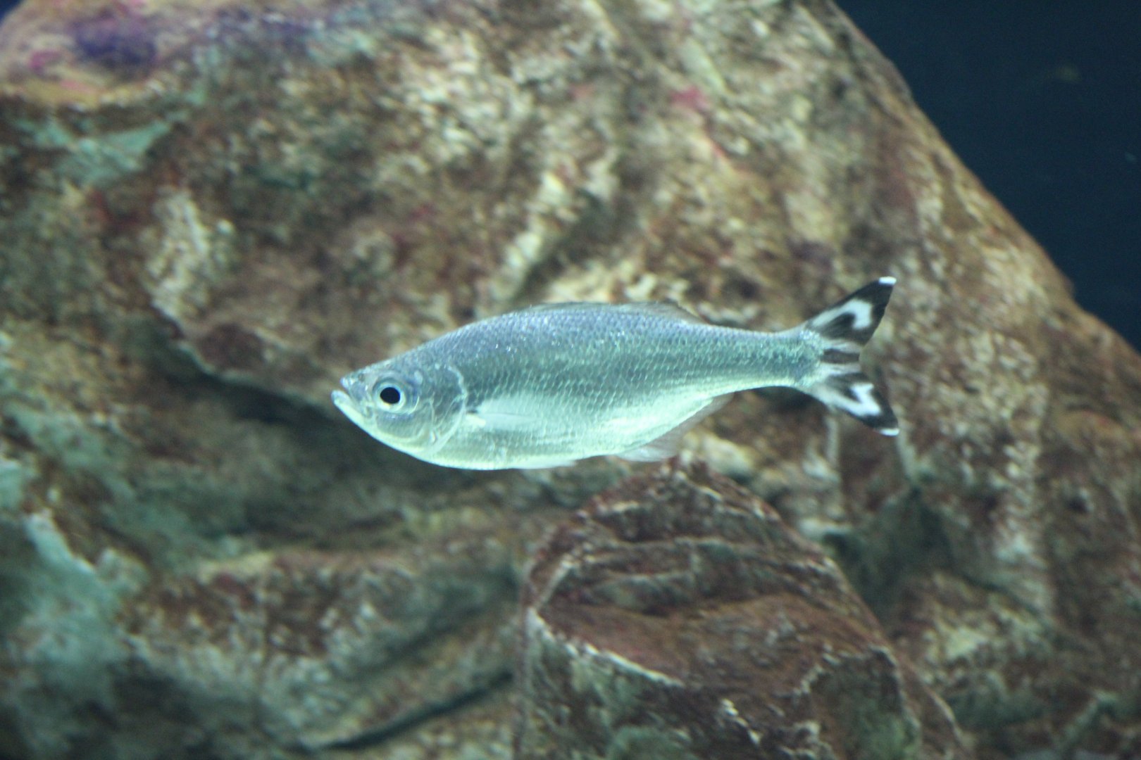 Flagtail Kuhlia mugil