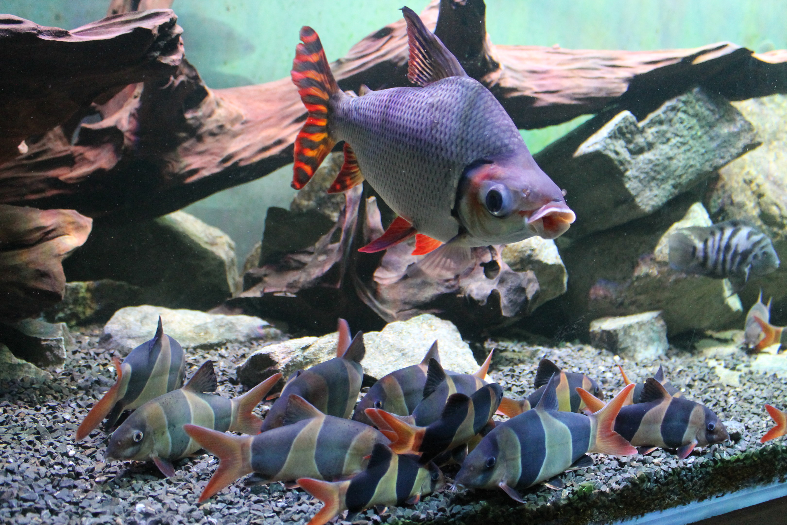 Flagtail Prochilodus and Clown Loaches