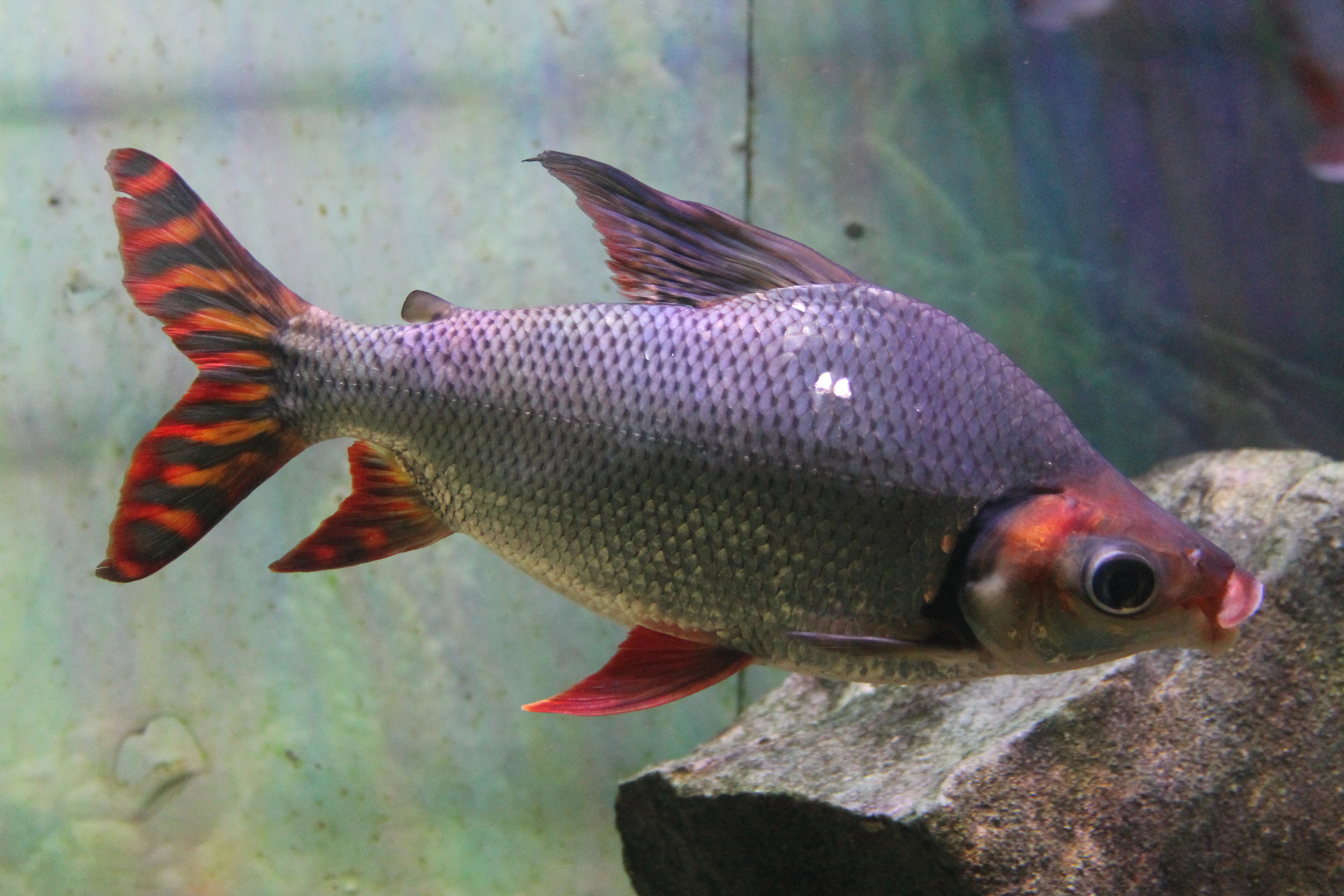 Flagtail Prochilodus