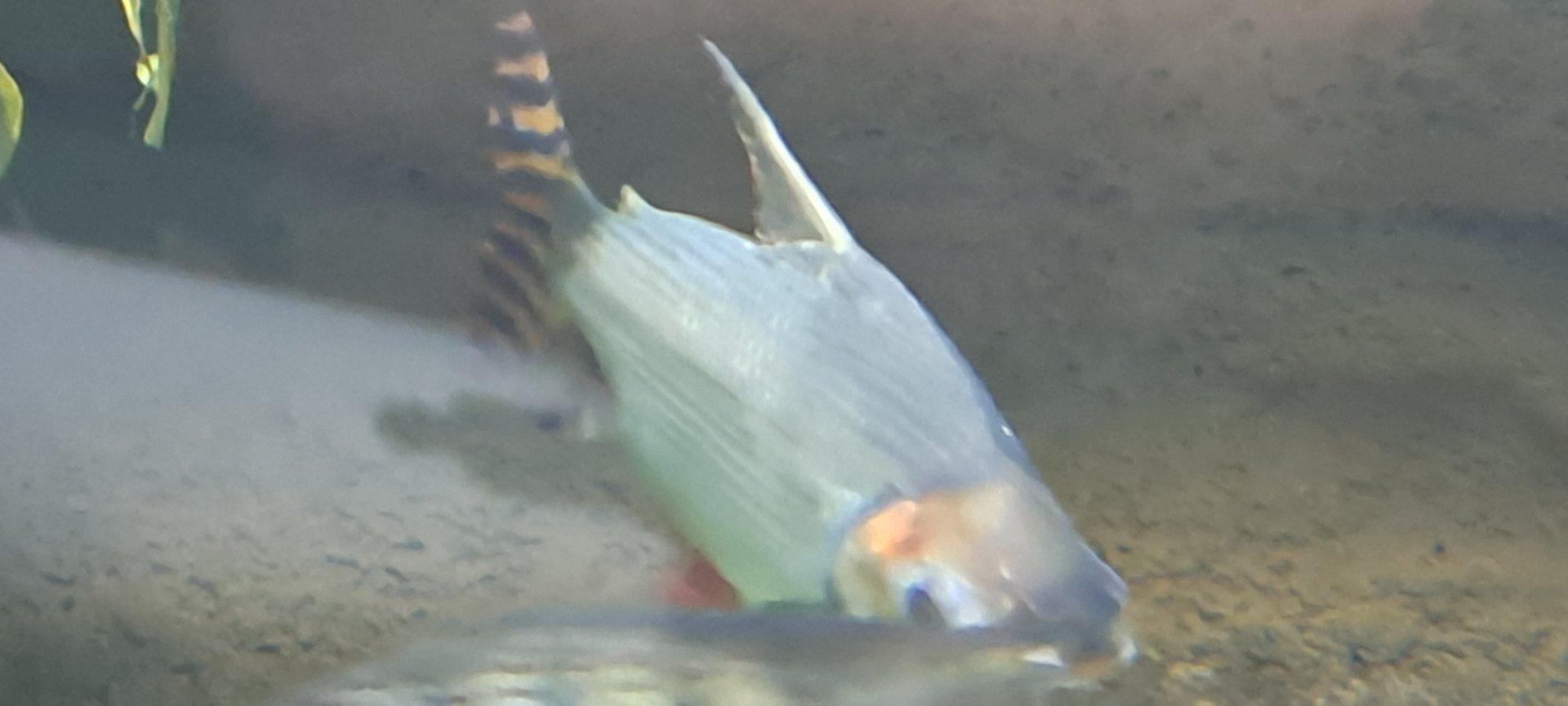 Flagtail Prochilodus