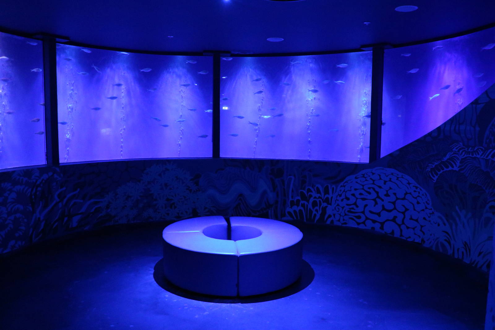 Flagtail shoal, September 2015