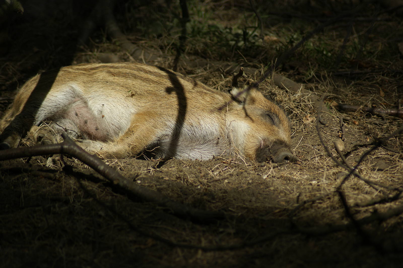 Flaked out in the sun