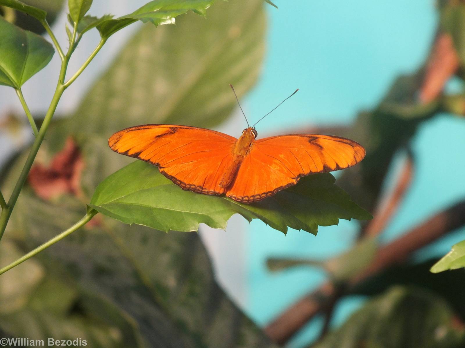 Flambeau (Dryas iulia)