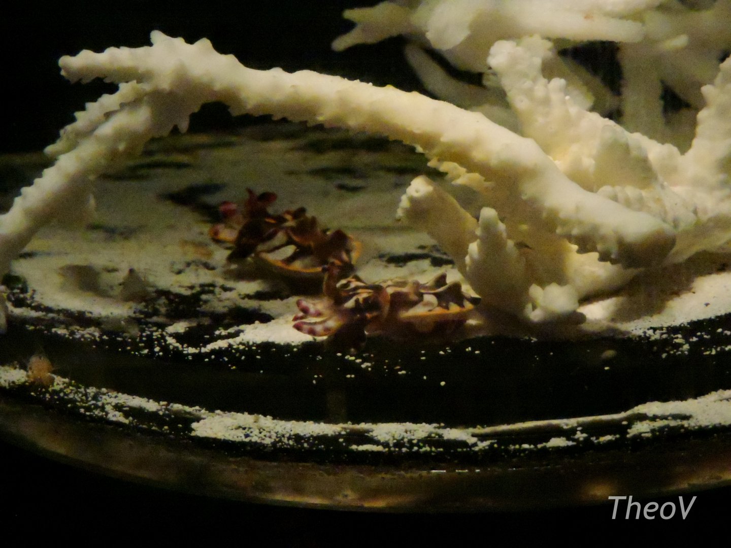 Flamboyant cuttlefish [2015]