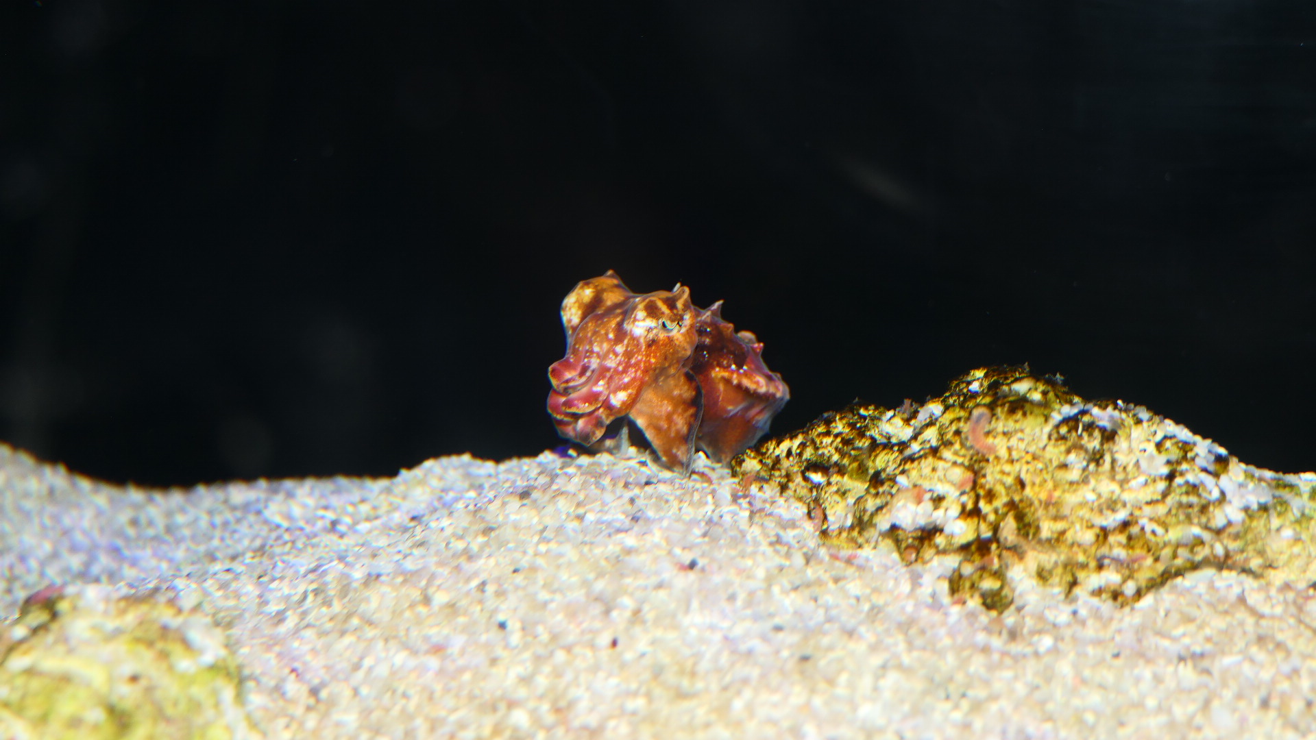 Flamboyant Cuttlefish (Ascarosepion pfefferi)