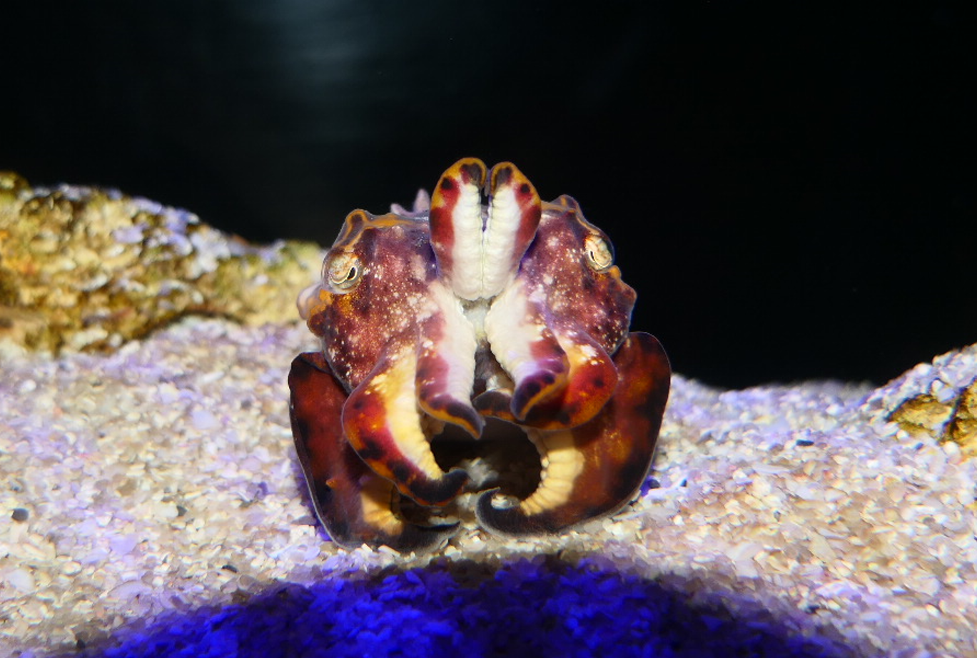 Flamboyant Cuttlefish (Ascarosepion pfefferi)