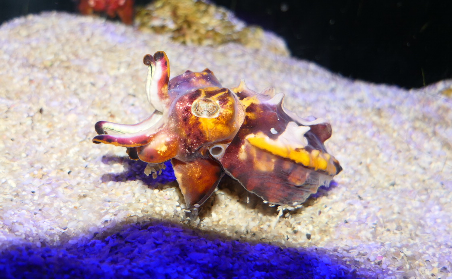 Flamboyant Cuttlefish (Ascarosepion pfefferi)