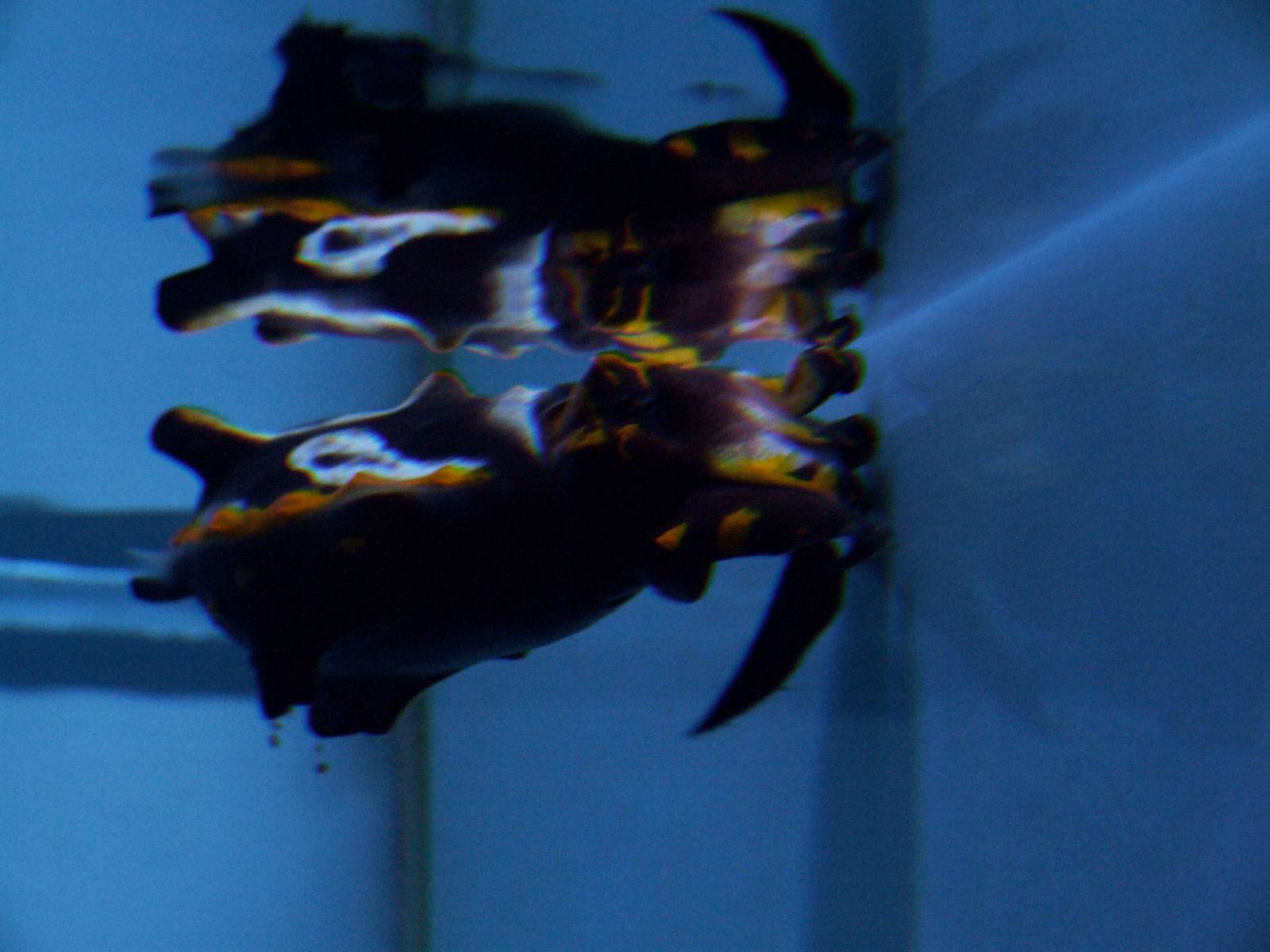 Flamboyant Cuttlefish at Mote, 07/10/13