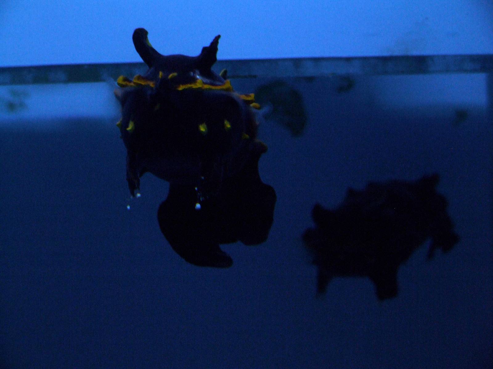 Flamboyant Cuttlefish at Mote, 07/10/13