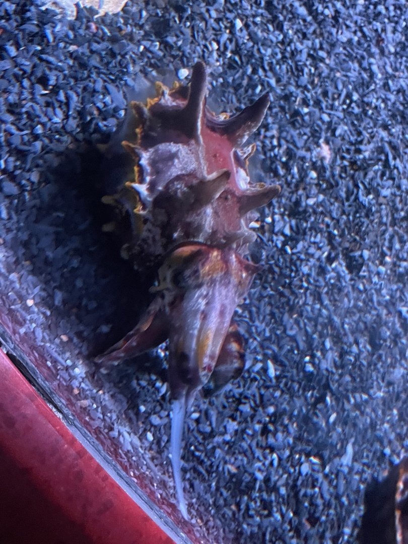 Flamboyant cuttlefish hunting