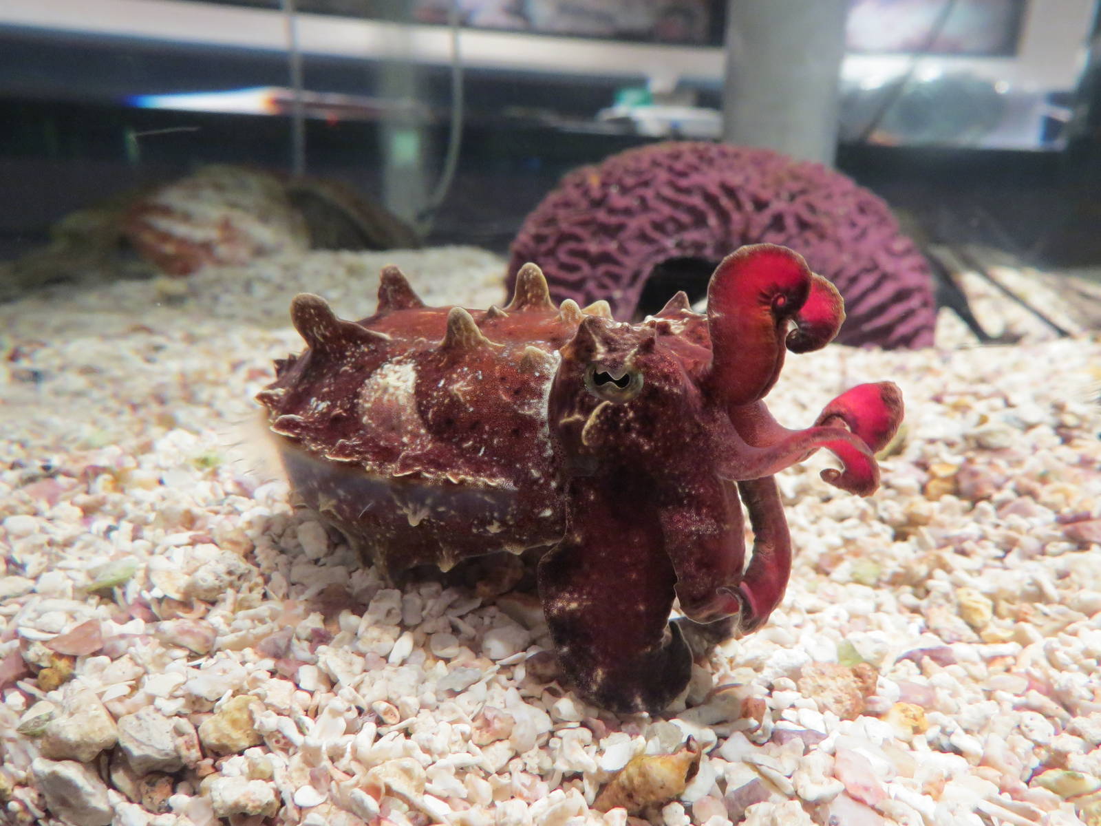 Flamboyant cuttlefish, March 2015