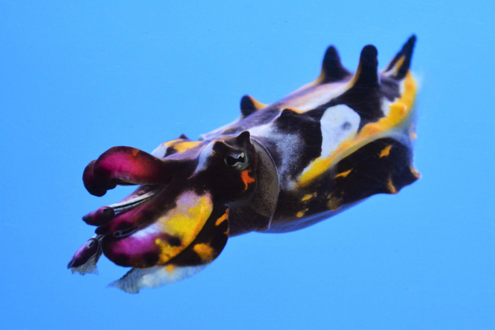 Flamboyant cuttlefish (Metasepia pfefferi)