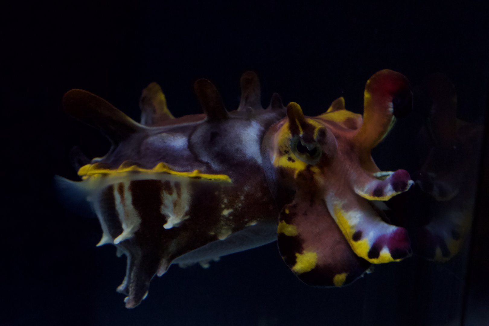 Flamboyant cuttlefish/ Metasepia pfefferi