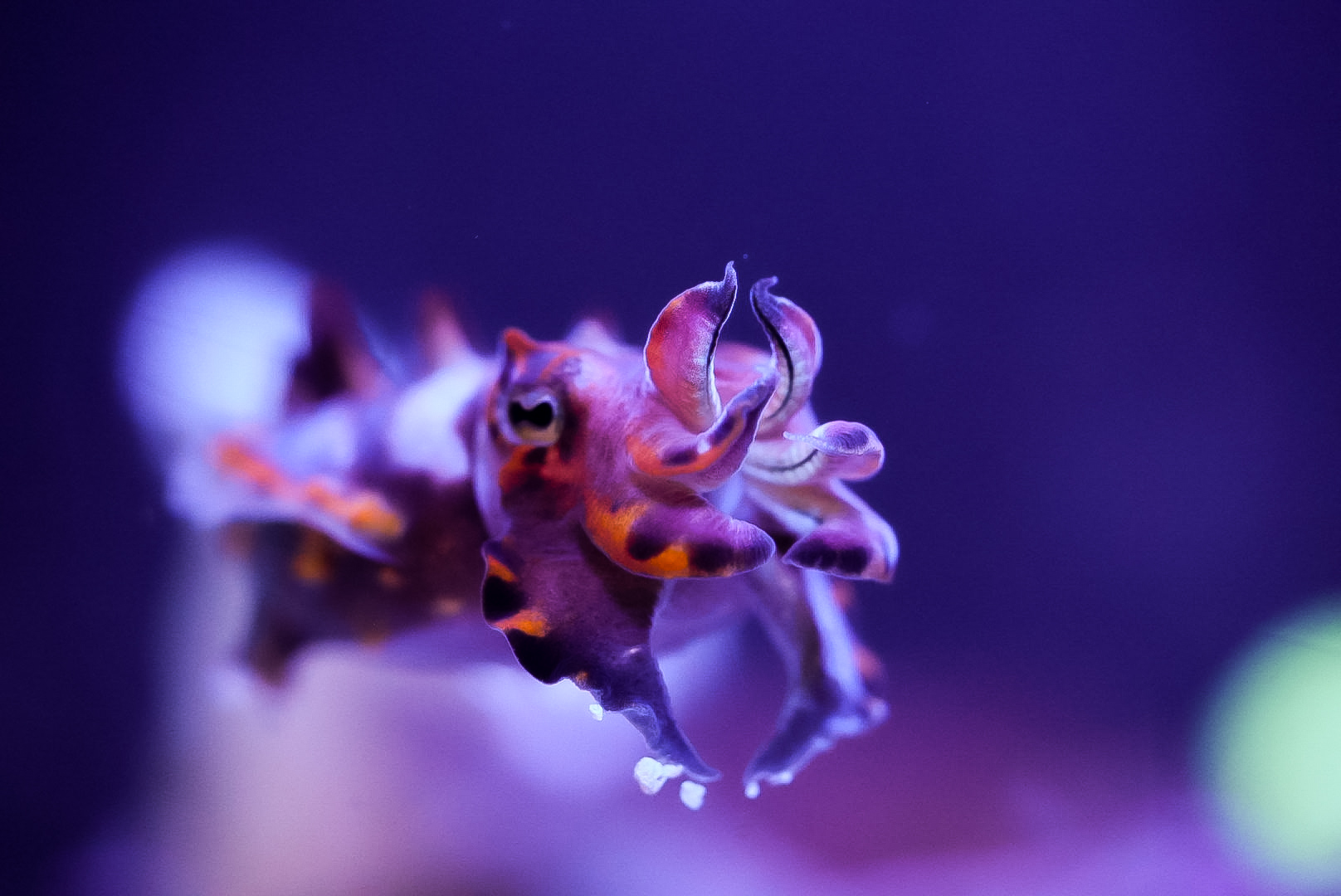 Flamboyant Cuttlefish (Metasepia pfefferi)