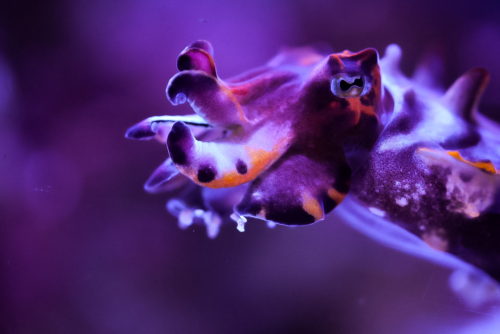 Flamboyant Cuttlefish (Metasepia pfefferi)