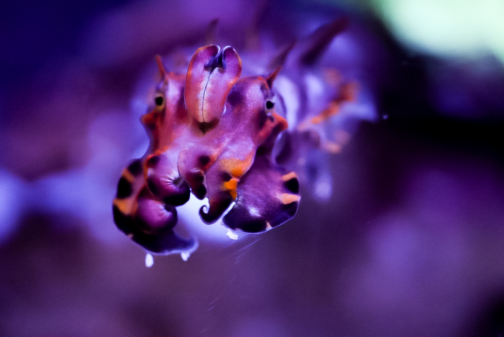 Flamboyant Cuttlefish (Metasepia pfefferi)