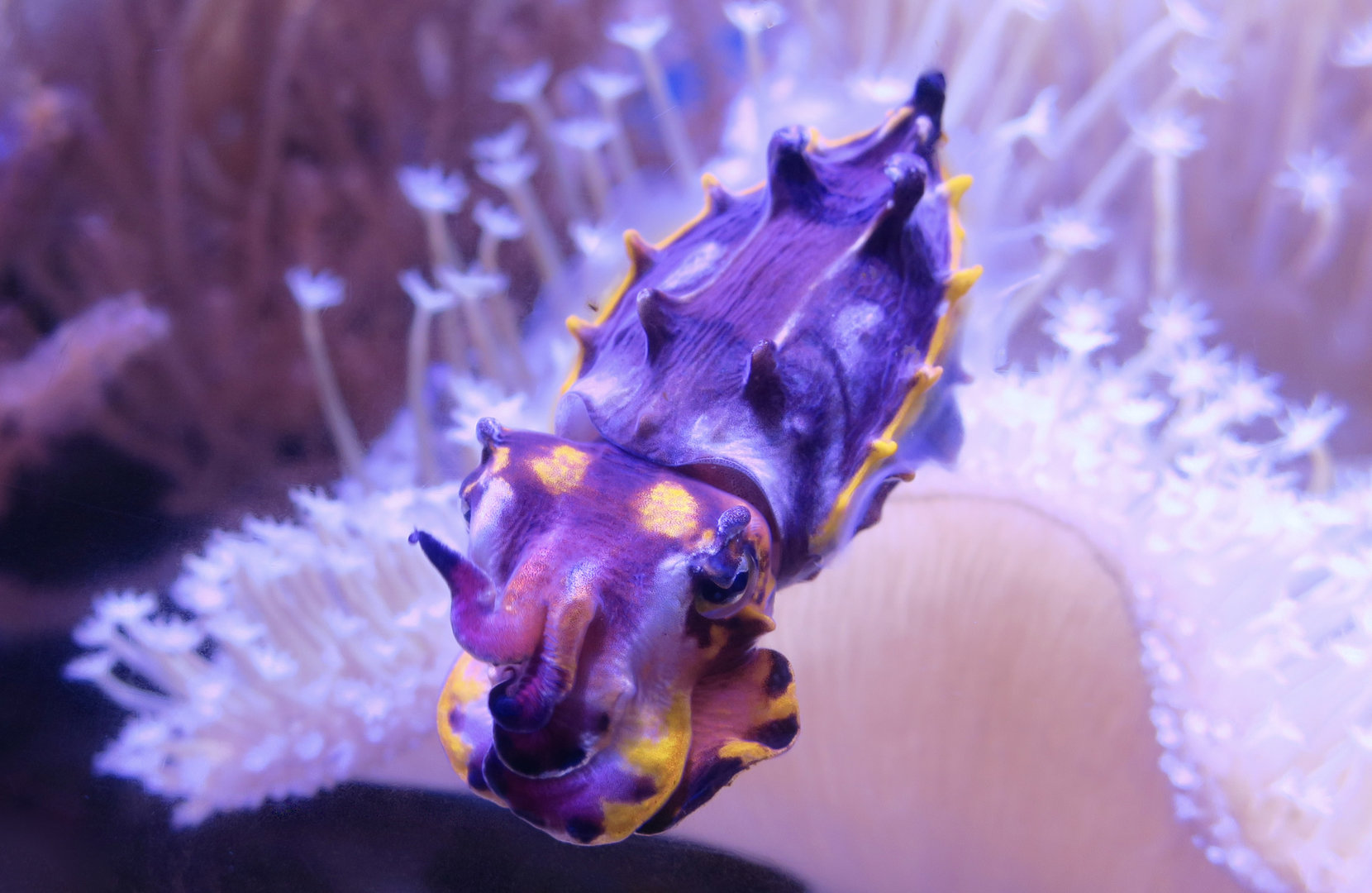 Flamboyant Cuttlefish (Metasepia pfefferi)