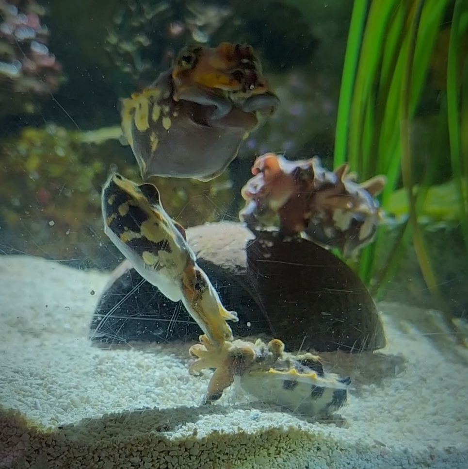 Flamboyant Cuttlefish (Metasepia pfefferi)