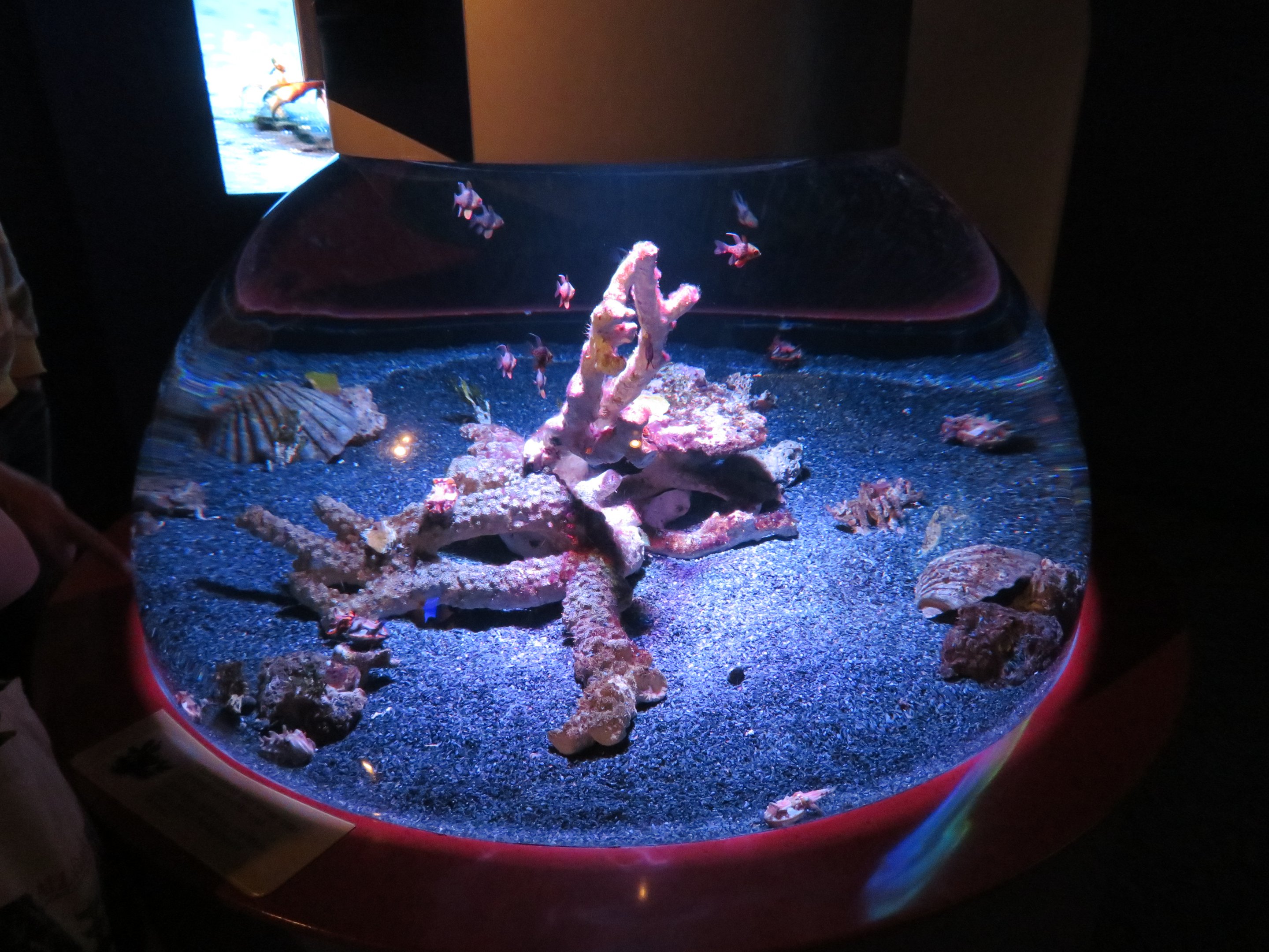 Flamboyant Cuttlefish Tank