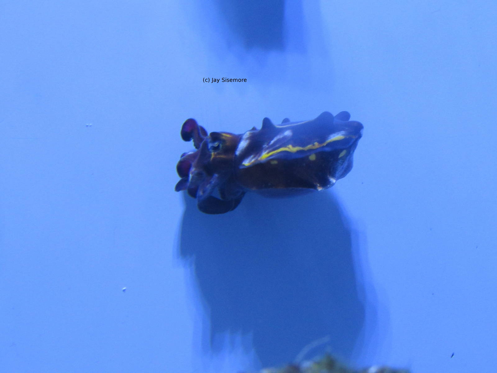 Flamboyant Cuttlefish