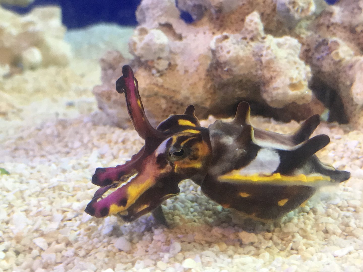 Flamboyant Cuttlefish