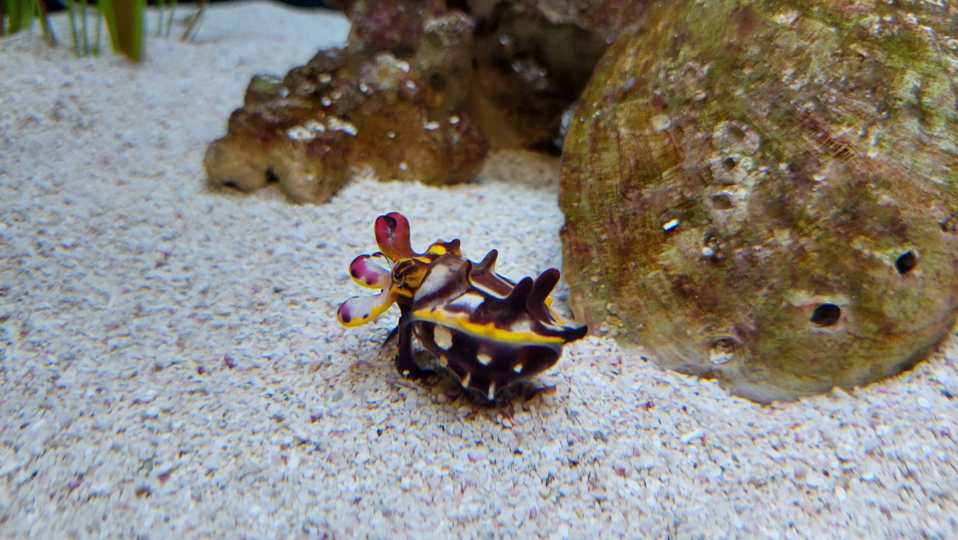 Flamboyant Cuttlefish