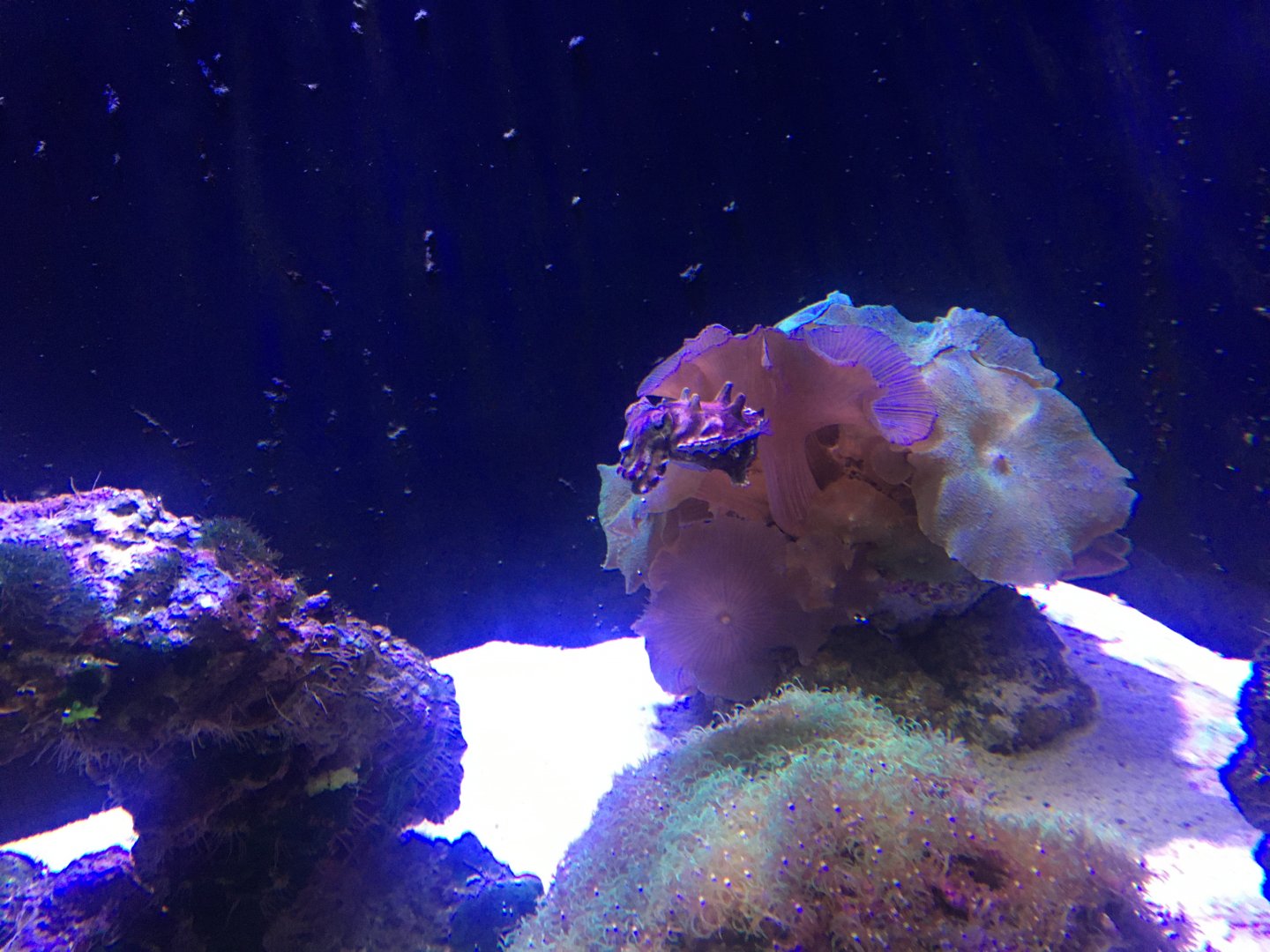 Flamboyant cuttlefish