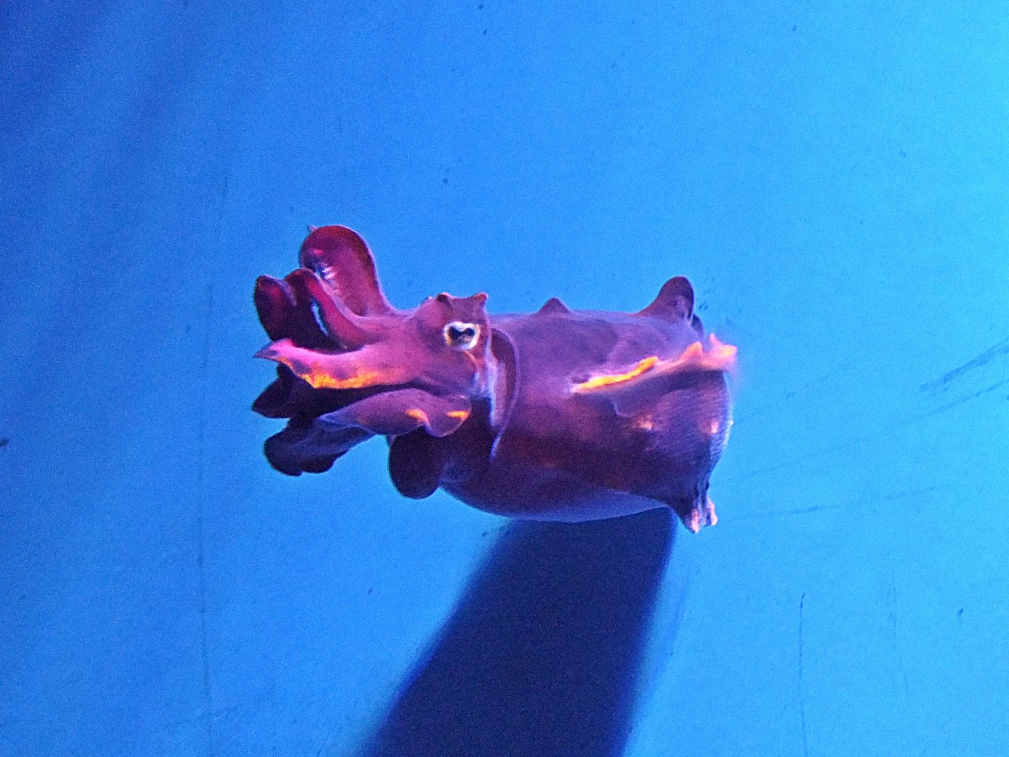 Flamboyant cuttlefish