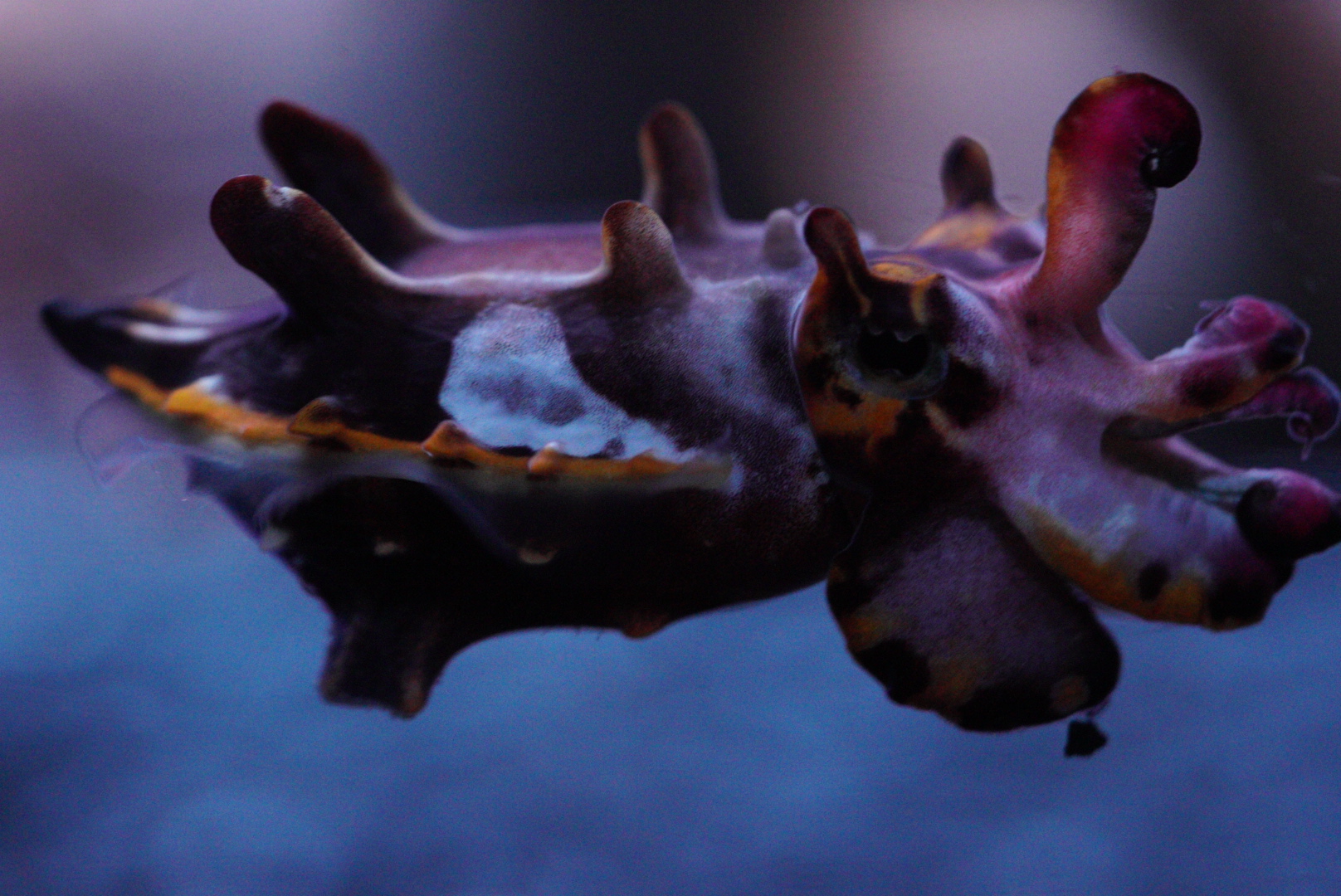 Flamboyant Cuttlefish