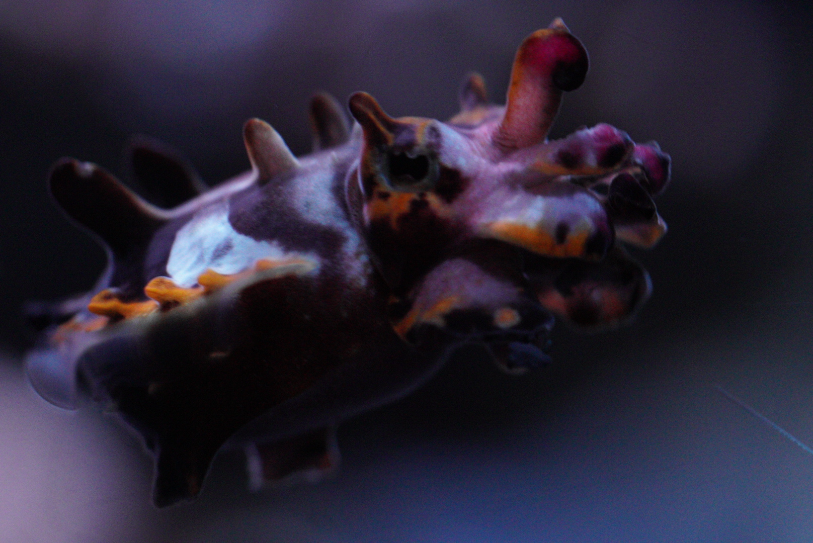 Flamboyant Cuttlefish