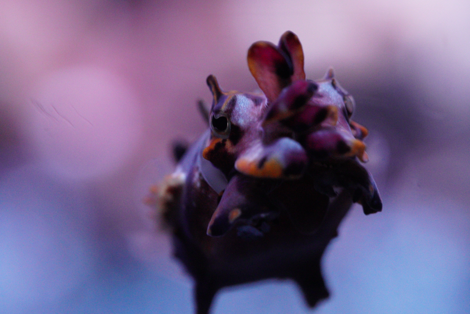 Flamboyant Cuttlefish