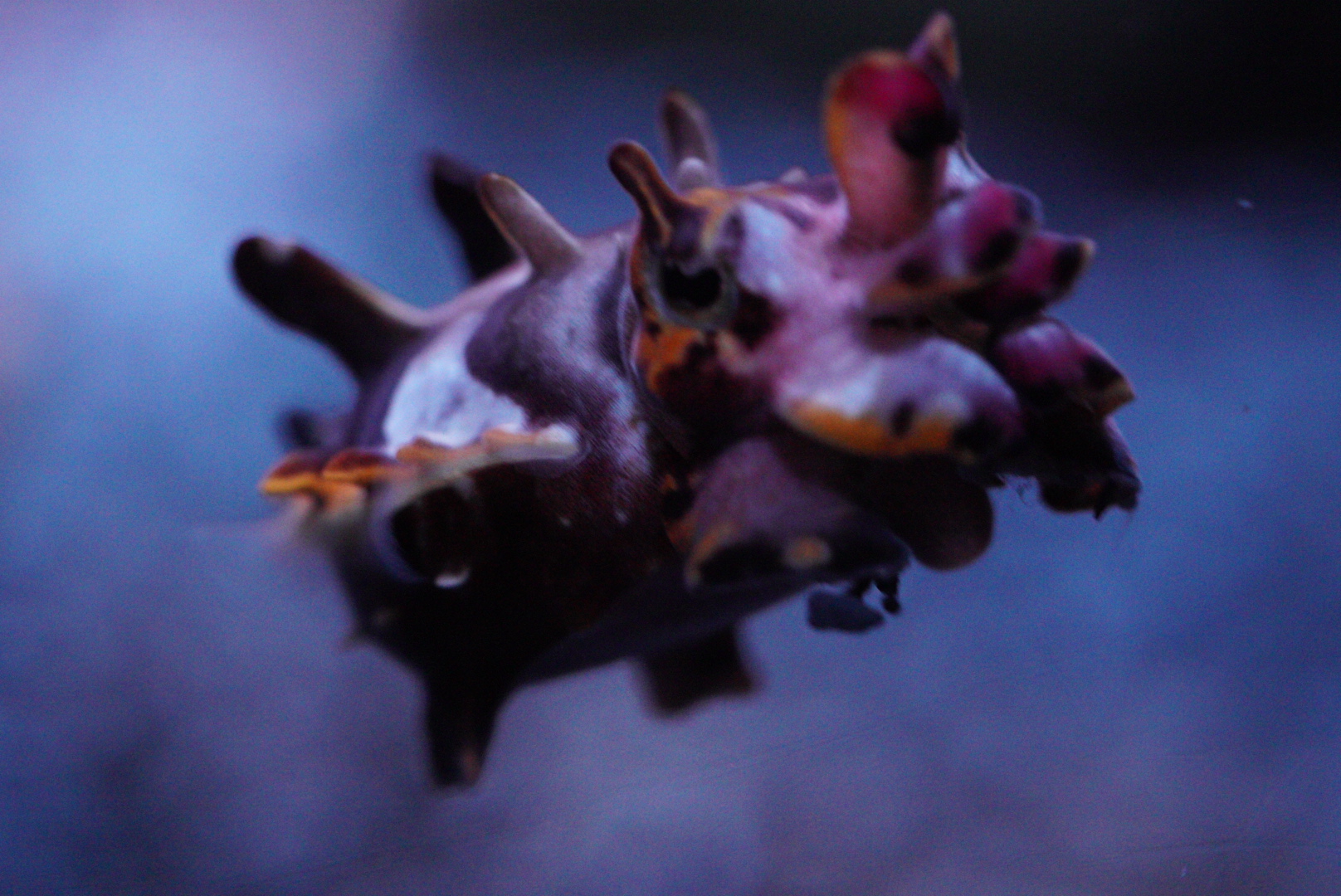 Flamboyant Cuttlefish