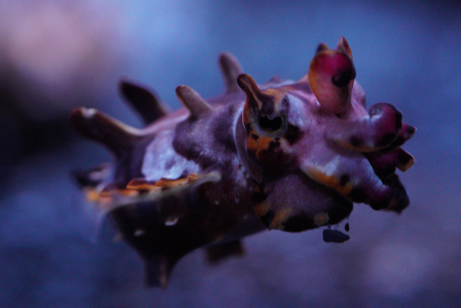 Flamboyant Cuttlefish