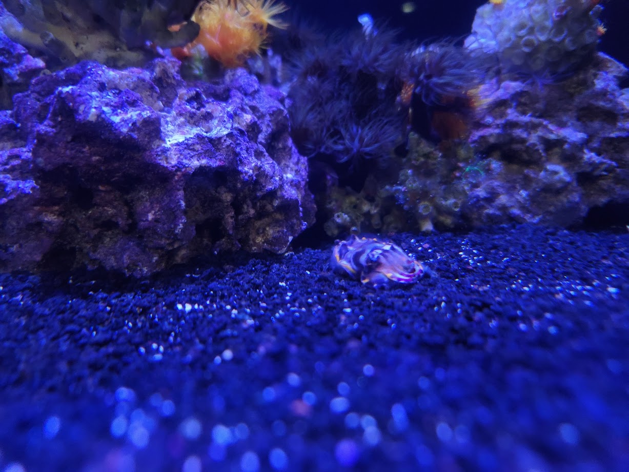 Flamboyant Cuttlefish