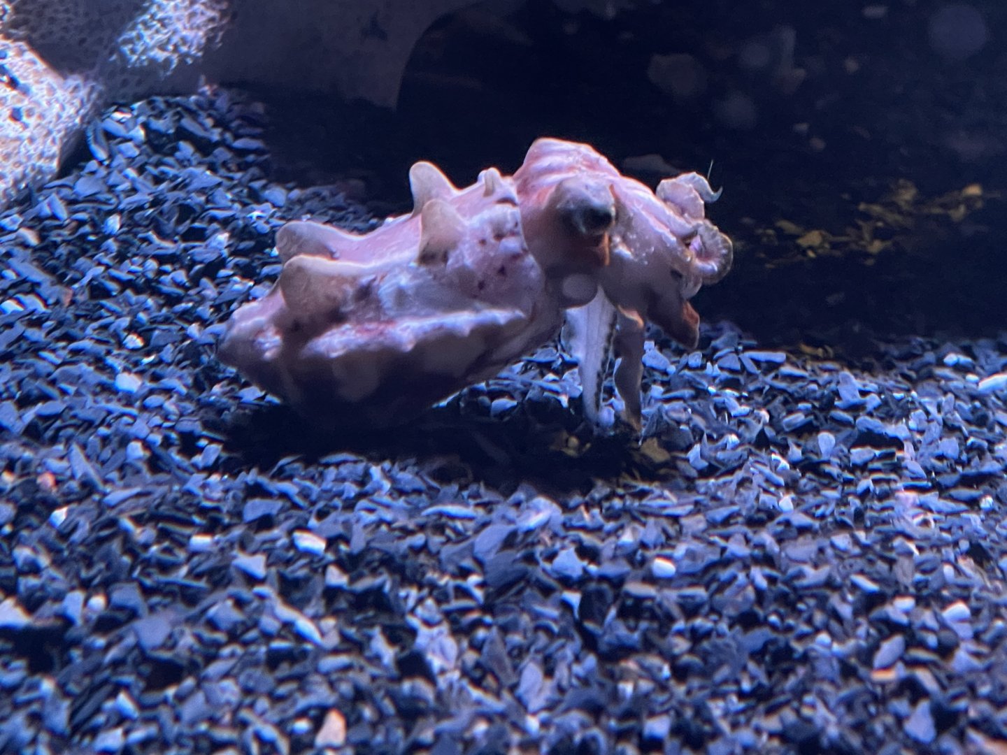 Flamboyant cuttlefish