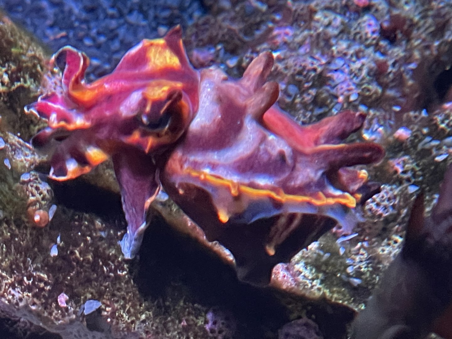 Flamboyant cuttlefish