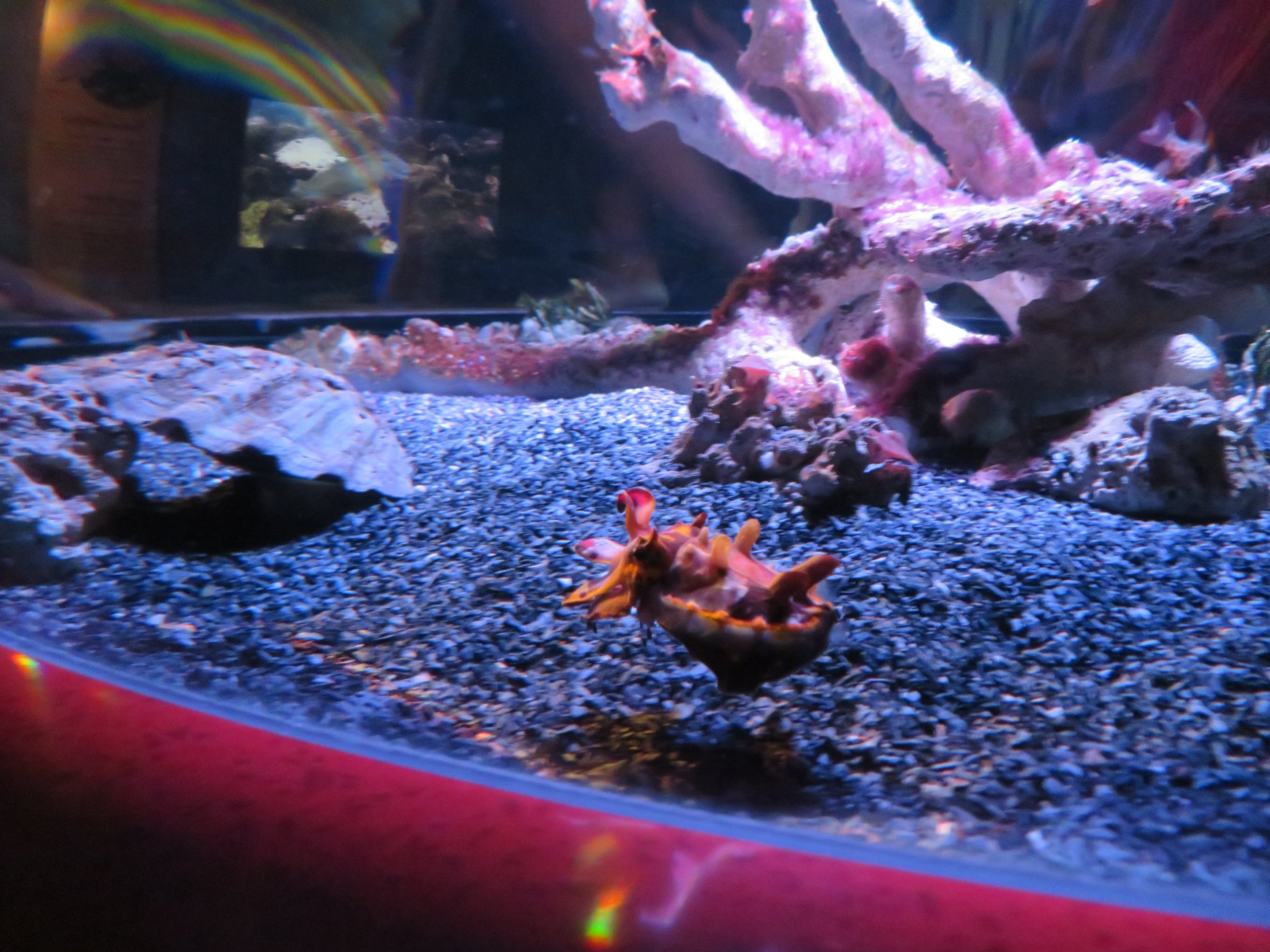 Flamboyant Cuttlefish