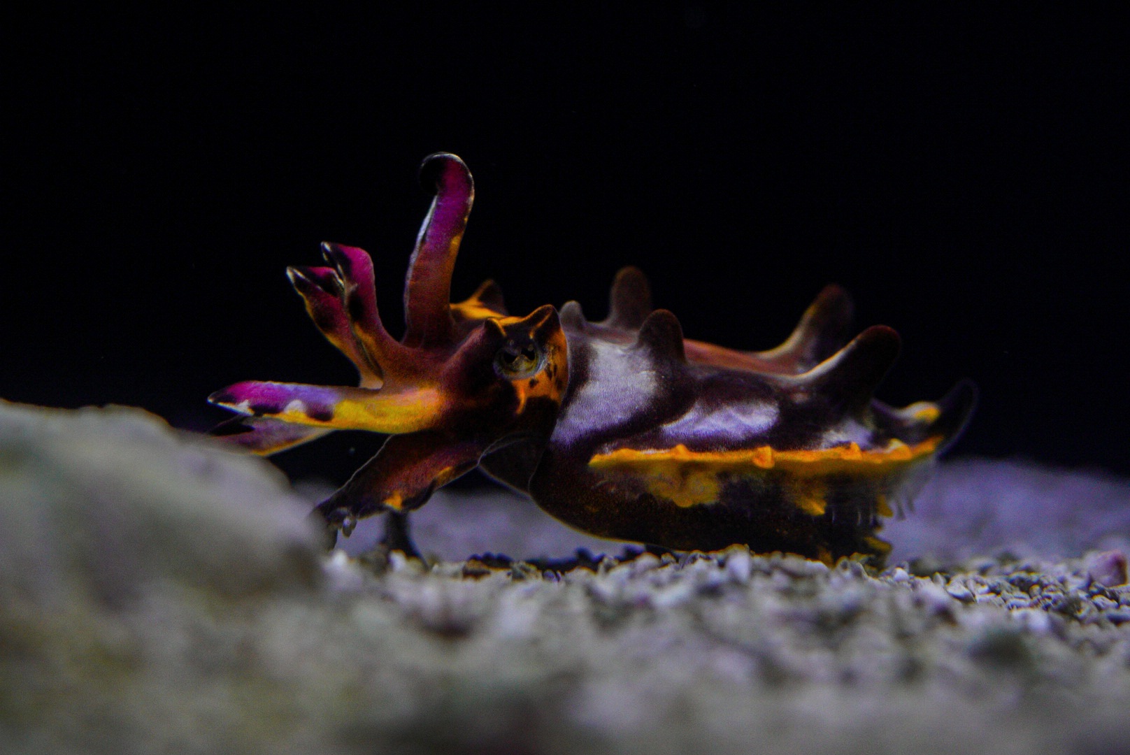 Flamboyant Cuttlefish