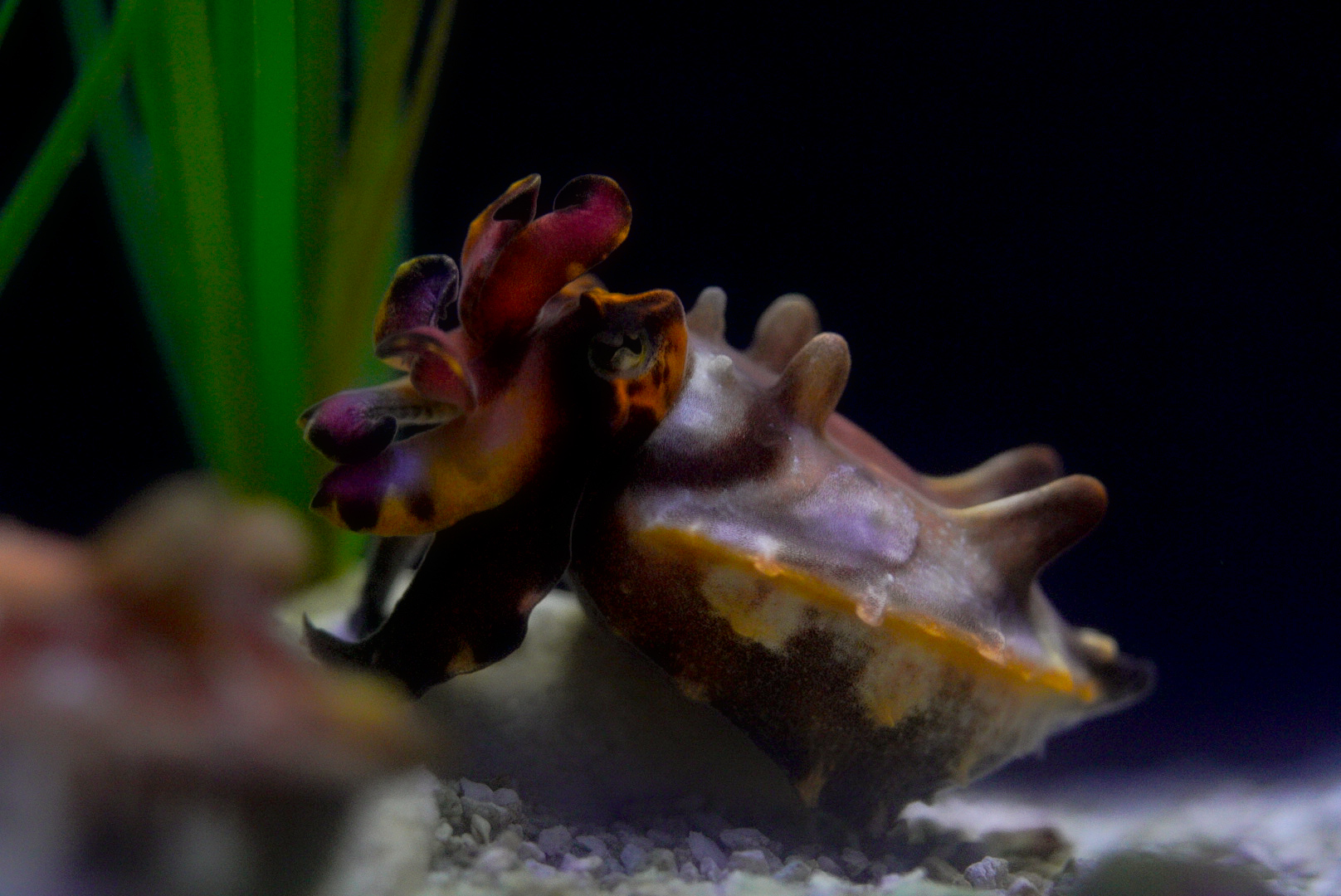 Flamboyant Cuttlefish