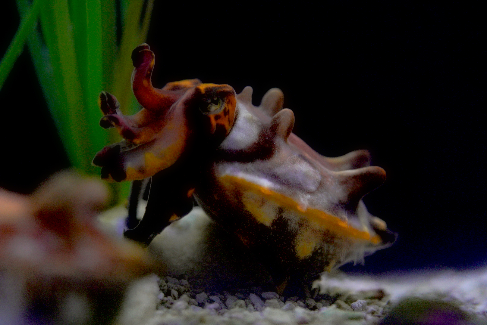 Flamboyant Cuttlefish