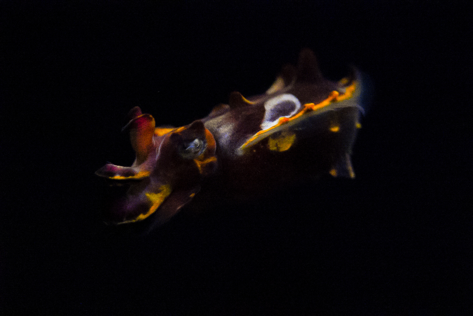 Flamboyant Cuttlefish