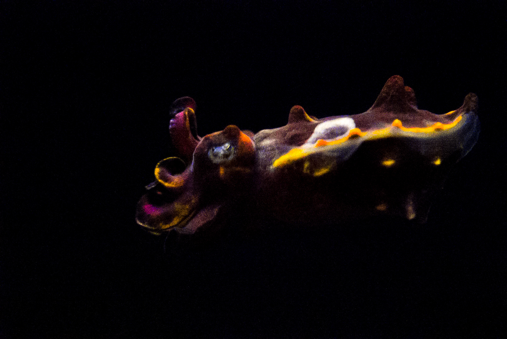 Flamboyant Cuttlefish
