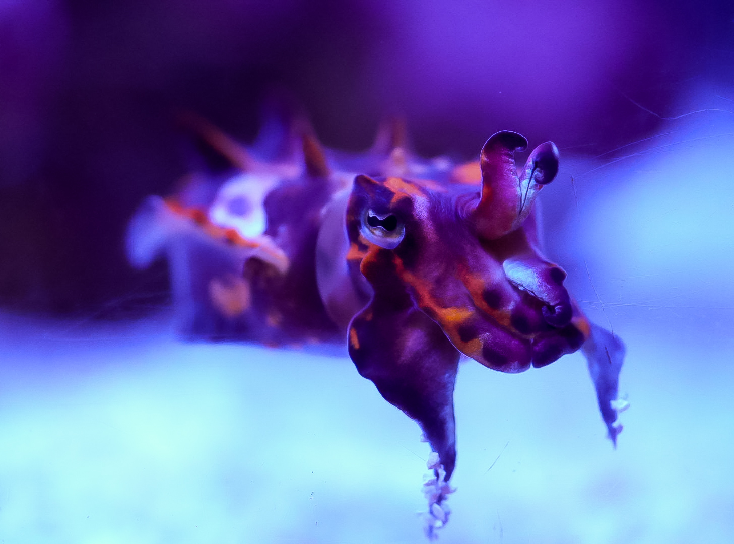 Flamboyant Cuttlefish