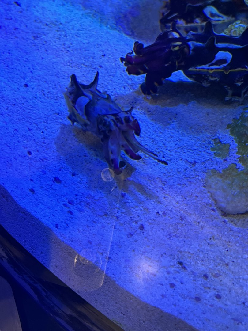 Flamboyant Cuttlefish