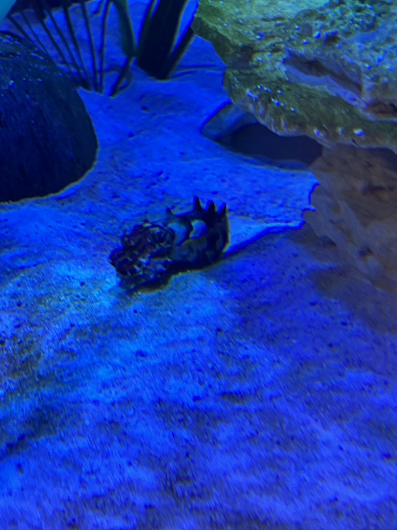 Flamboyant Cuttlefish
