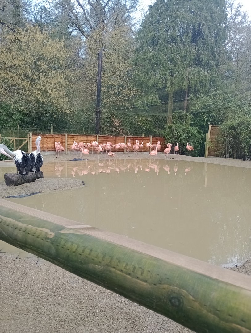 Flamboyant Flamingos